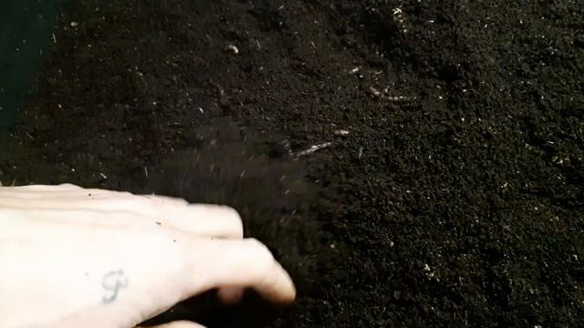 ЗАПАРЕННЫЕ ОТРУБИ ЧЕРВЯМ, ЭТО КЛАССНО смотреть онлайн