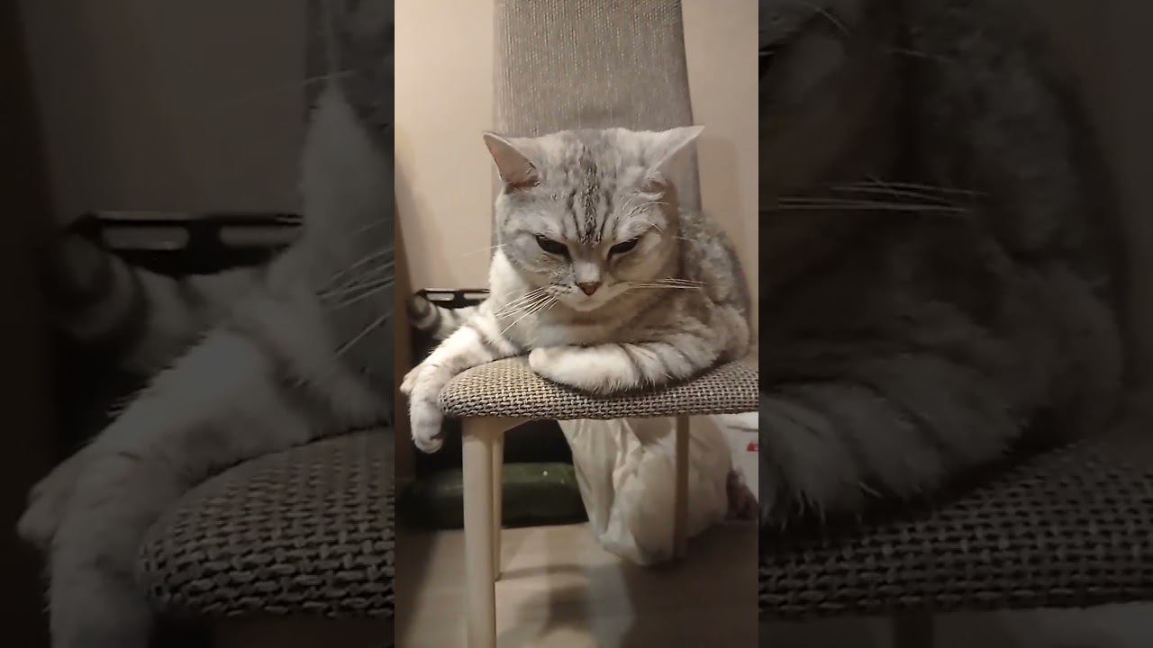 А ты мне поставил лайки? #shorts смотреть онлайн