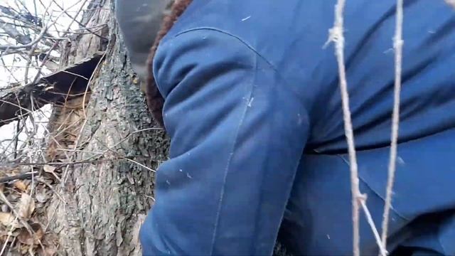 Осенние грибы вешенки!!! НАБРАЛИ 10 КИЛОГРАММ!!! смотреть онлайн