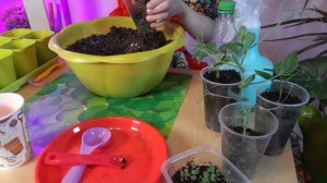 КАК ПОСАДИТЬ ГОРОХ! Огород на балконе, выращиваем дома на подоконнике. Волшебная грядка дома.