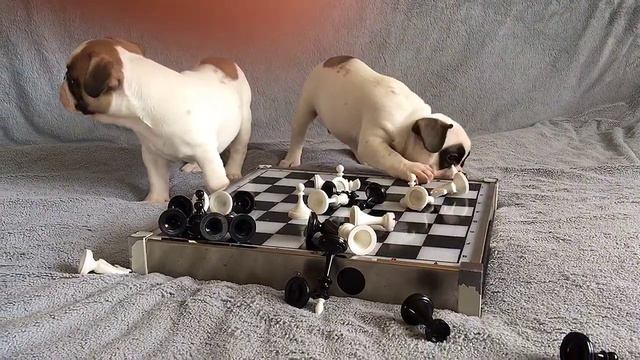 Продажа щенков французского бульдога смотреть онлайн