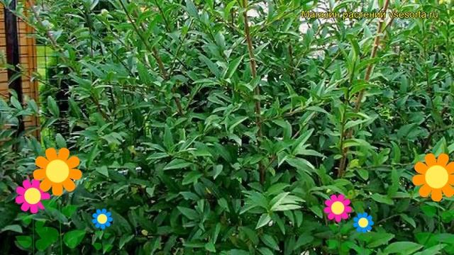 Бирючина обыкновенная. Краткий обзор, описание характеристик, где купить саженцы ligustrum vulgare смотреть онлайн