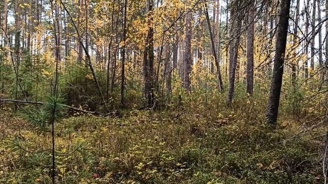 Охота на боровую смотреть онлайн