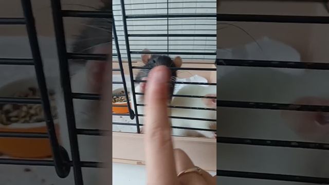 Ещё одна новая крысюша Элина☀️ #крыса #альбинос #элина смотреть онлайн