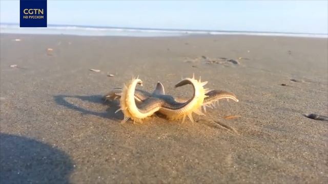 Танец морских звёзд смотреть онлайн