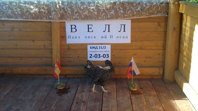 Павловопосадская курочка Welcome предсказала исход матча Испания-Россия в 1/8 финала Чемпионата мир смотреть онлайн