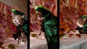 СТРАШНЫЙ СОН КОТЯМБИКА ЛОКИ!