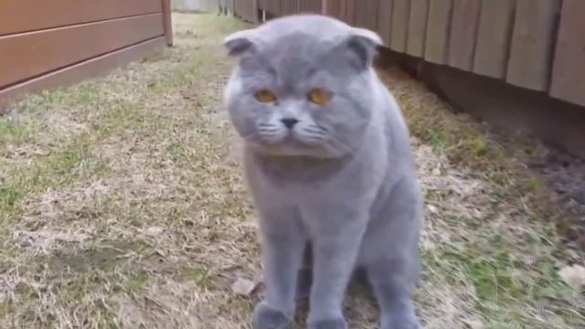 Ну очень разговорчивый кот смотреть онлайн