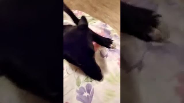 2 Черныш. Его оставили, бросили на дачах. С ним случилась беда. смотреть онлайн