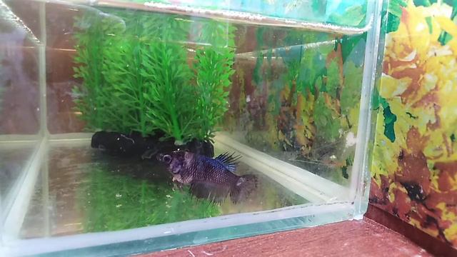 Брачные игры петушков смотреть онлайн