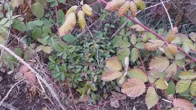 Скотоводство зимой без сена. Утопия, экстрим, реальность? Личный опыт. смотреть онлайн