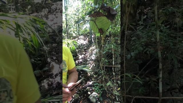 Зоо тарсиеры, Лобок, Филиппины 3 смотреть онлайн