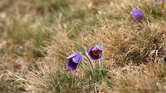 Pulsatilla vulgaris 2013 смотреть онлайн