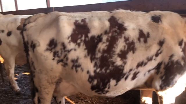 Пастбищные отёлы смотреть онлайн