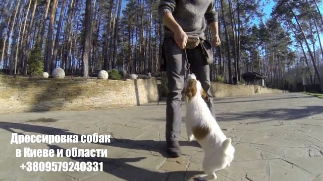 155. Как правильно играть с собакой. Как разыграть собаку? смотреть онлайн