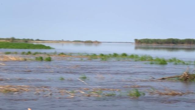 Рыба и Друзья