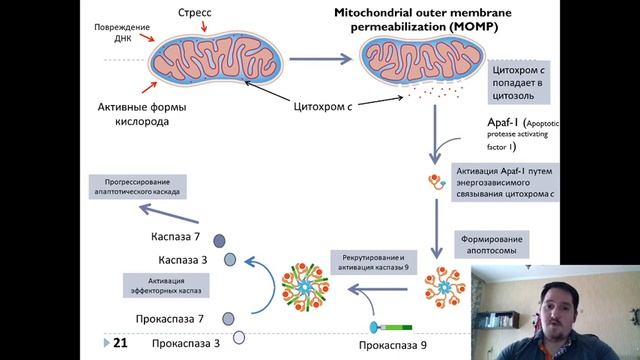 Сириус.Дома: Участие митохондрий в развитии нейродегенерации при рассеянном склерозе смотреть онлайн