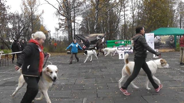 Выставка собак "Александрова Слобода 2016" смотреть онлайн