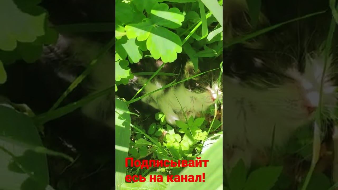 котëнок прячется от солнца! смотреть онлайн