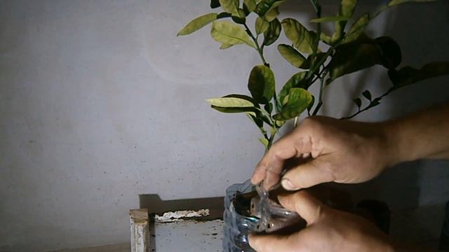 На примере Помело получаем из одного сразу три воздушным укоренением смотреть онлайн