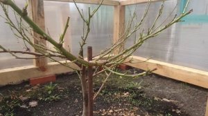 Персики без  цветения