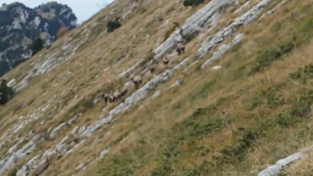 Chamois de Chartreuse смотреть онлайн