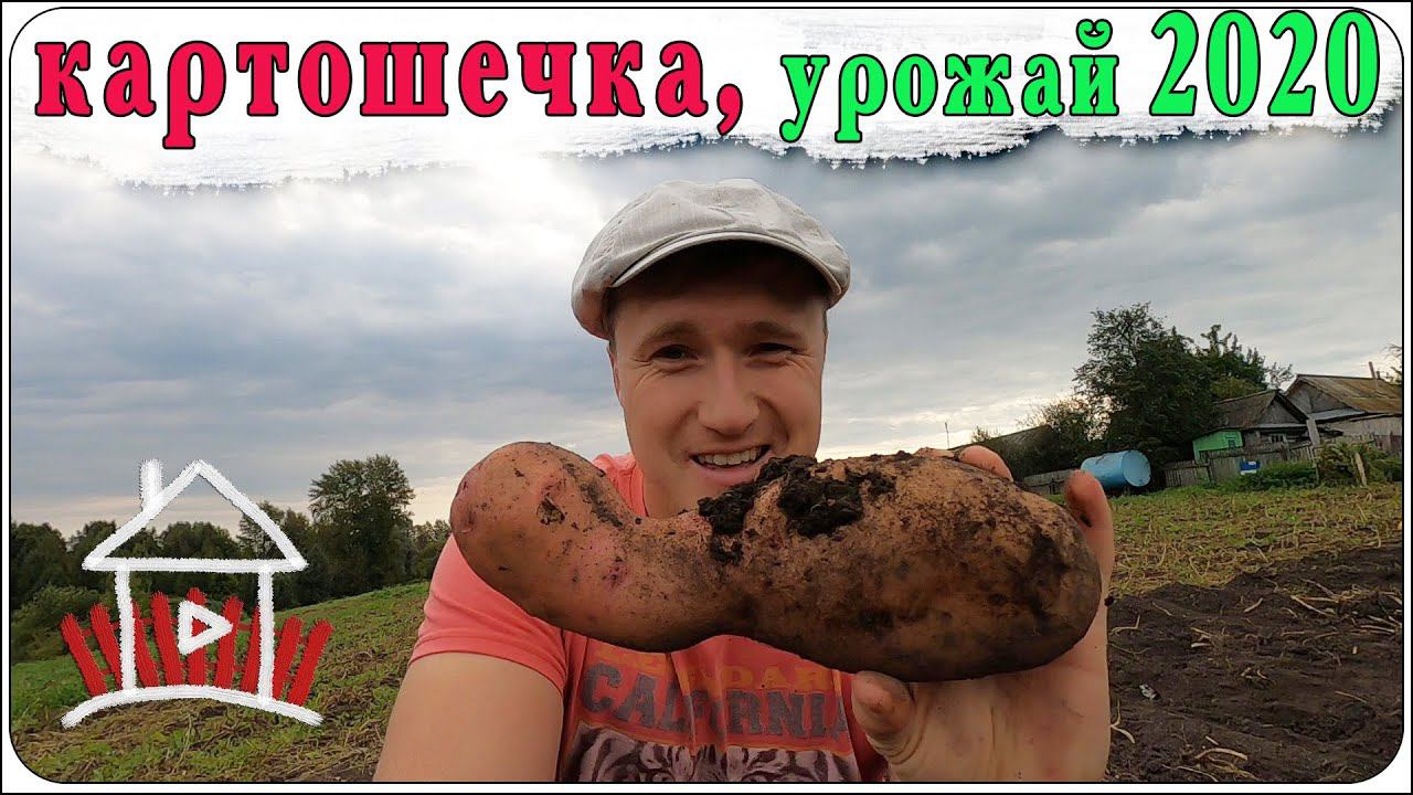 Урожай картошки в 2020 году. Сделано в деревне. смотреть онлайн