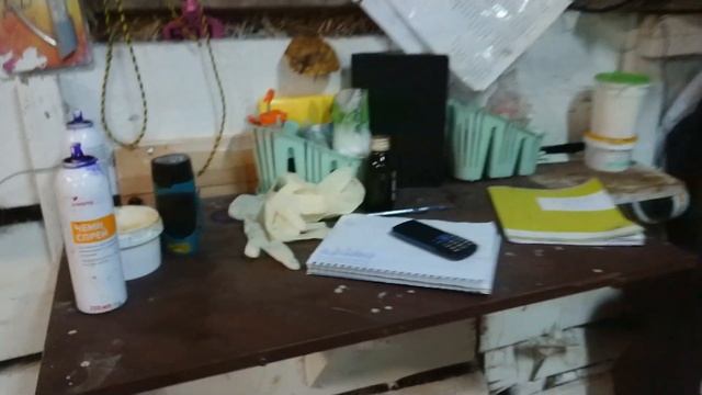 ГЕРЕФОРДСКАЯ ЖИЗНЬ ПРОДОЛЖАЕТСЯ... Отелы проходят по плану. Ооо Дик Калужская обл. #дикфарм #dikfar смотреть онлайн