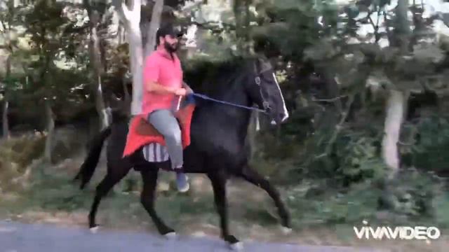 ♠️BLACK PRINCE♠️ Rott bloodline (Rajasthan) смотреть онлайн