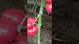 Томат Сударь F1