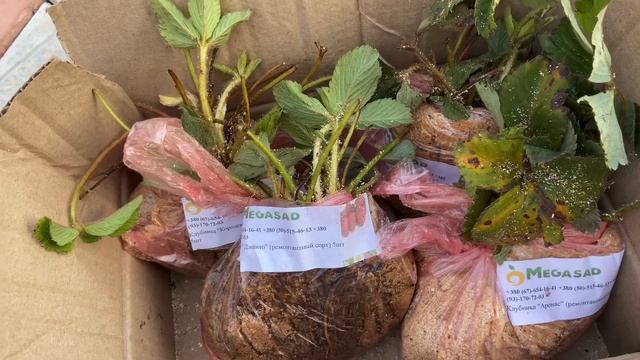 ПОСЫЛКА с Рассадой КЛУБНИКИ/MEGASAD смотреть онлайн