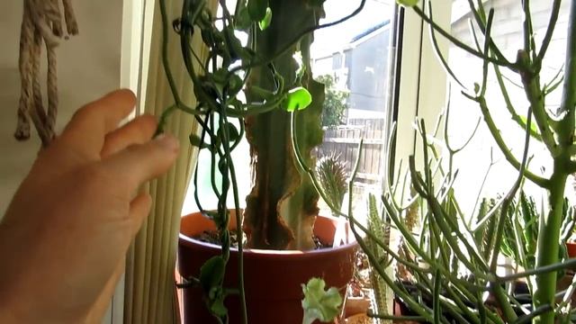 Our Ceropegia sandersonii exotic plant in beautiful bloom смотреть онлайн