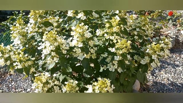 Метельчатая гортензия "Пастельгрин" Обзор. смотреть онлайн