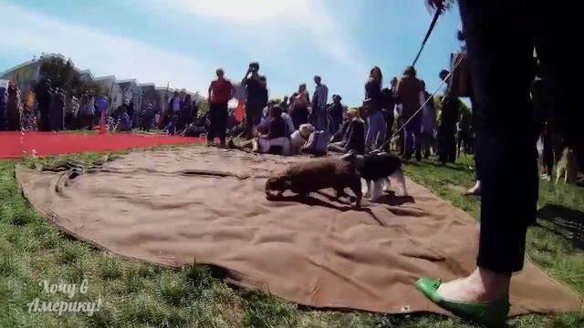 Фестиваль собак Dog Fest 2013 в Сан-Франциско смотреть онлайн