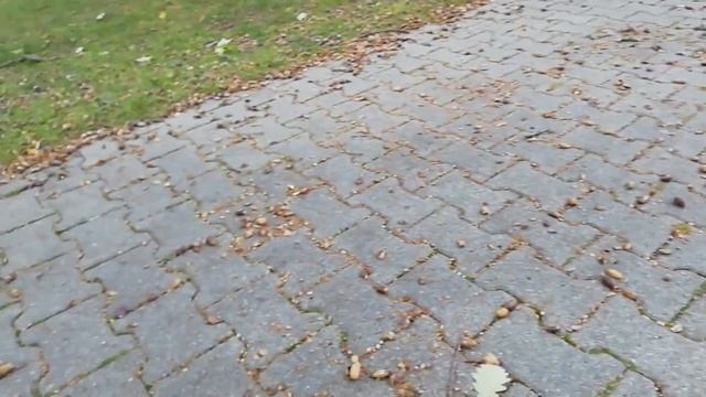 Жолуди смотреть онлайн