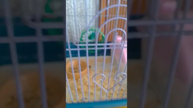 Как ухаживать за джунгарскими хомячками ? Первое видео! смотреть онлайн