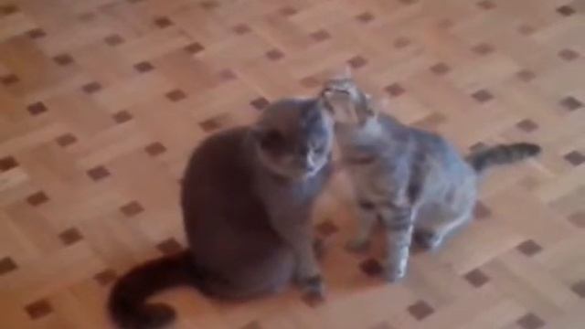Домашние коты смотреть онлайн