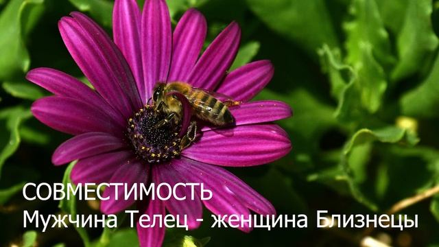 Совместимость мужчины Тельца и женщины Близнецы смотреть онлайн