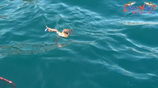 Come pescare le seppie dalla barca: tutorial completo di Stefano Adami смотреть онлайн