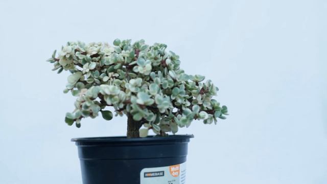Variegated Dwarf Jade (Portulacaria Afra) Bonsai, 3 смотреть онлайн