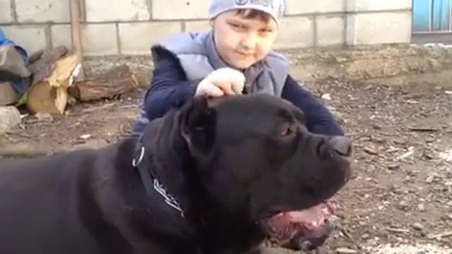 Cane Corso Vs Kid Злой Кане Корсо и ребенок 愤怒的小狗和孩子