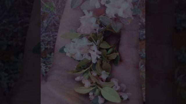 Саган-дайля - волшебная трава... Сильный природный энергостимулятор!!! смотреть онлайн