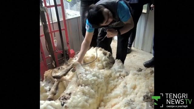С потерявшейся овцы в Австралии состригли 40 килограммов шерсти смотреть онлайн