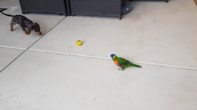 Попугай не отдает мяч смотреть онлайн