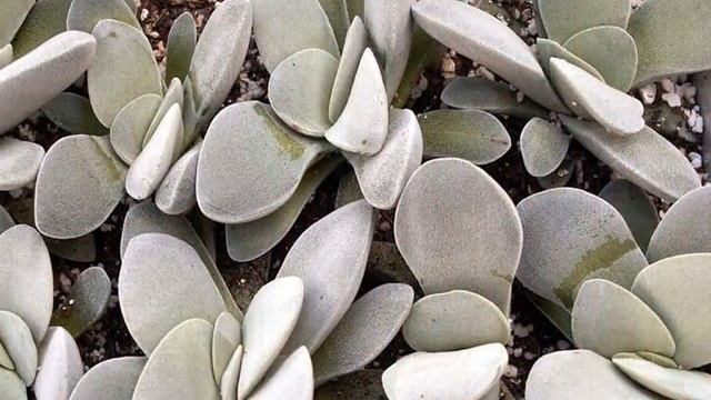 очиток или Sedum  и его виды