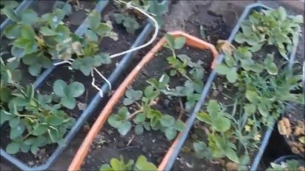 клубника в горшках зимой