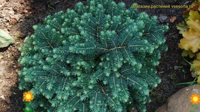Ель голубая Пали. Краткий обзор, описание характеристик, где купить picea pungens Pali смотреть онлайн