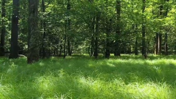 DOVUD ISMINING MA'NOSI #DOVUD #MANOSI #ISIM #ISMINING #MANO #ИСИМ #МАЬНО #МАЬНОСИ #ДОВУД