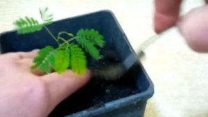 Выращивание альбиции из семян. Пикировка сеянцев