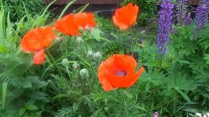 Выращивание и уход за многолетним маком.